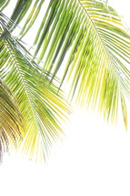 Palm fronds against a white background