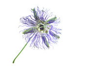 unique purple flower - Maypop or passion flower
