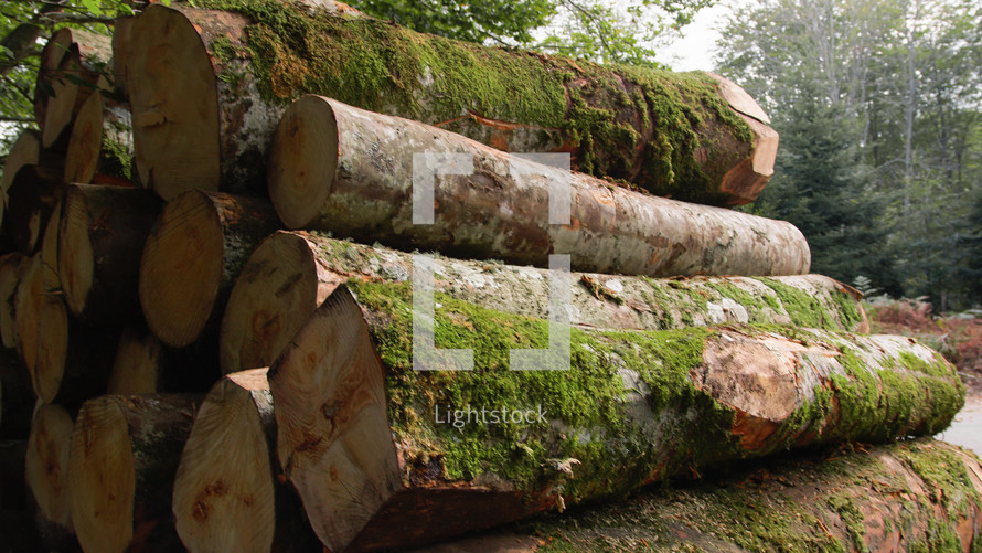 Logs cut in the forest