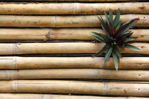 tropical plant and bamboo 