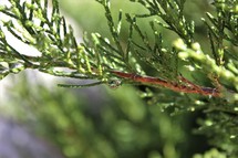 wet spruce 