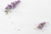 purple flowers on a white background 