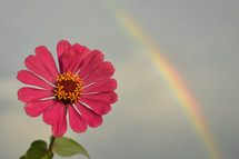 pink flower and rainbow 
