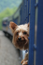 Yorkie dog sticking his head out a train window