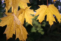 yellow maple leaves on a tree