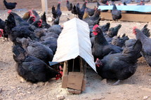 chickens feeding 