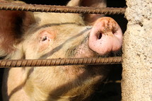 face of a pig looking through a fence