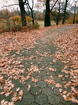fall leaves on a pathway 