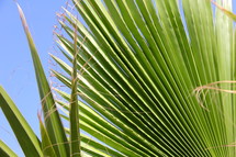 Palm fronds or branches 