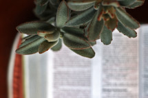house plant and out of focus pages in a Bible 