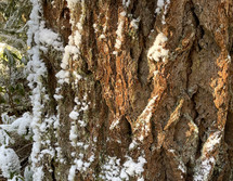 snow on tree bark 