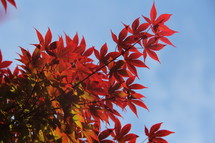 Red and orange Fall foliage, leaves
