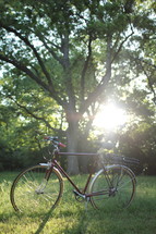 bicycle in green grass 
