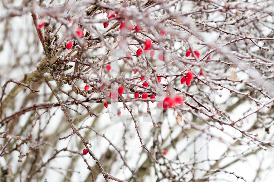 red berries on a winter tree 