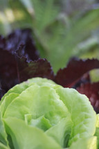 lettuce in a vegetable garden 