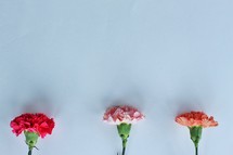 carnations on a white background 