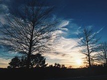 silhouettes of trees at sunset 