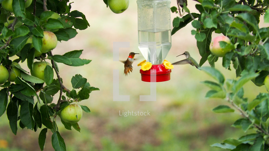 Hummingbirds feeding under an apple tree.
