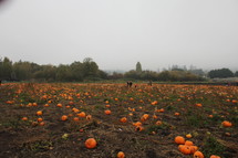pumpkins growing in a field 