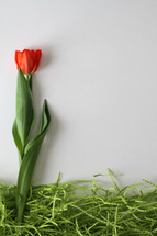 single red tulip on a white background 