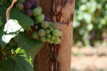 grapes growing on the vine