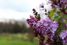 purple flowers in a garden 
