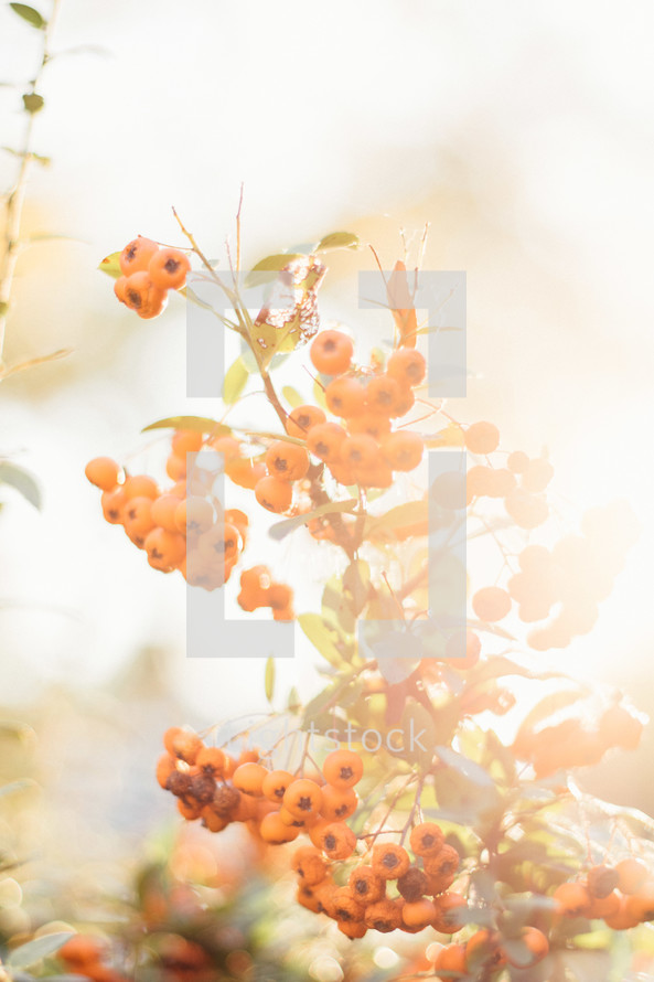 orange berries in sunlight
