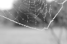 dew droplets on a spider web