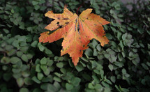 yellow fall leaf on a green bush 