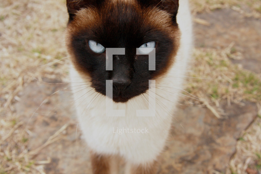eyes of a siamese cat 