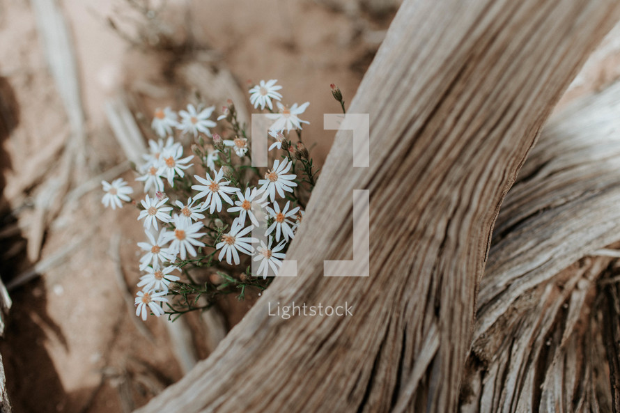 white daisies and logs 
