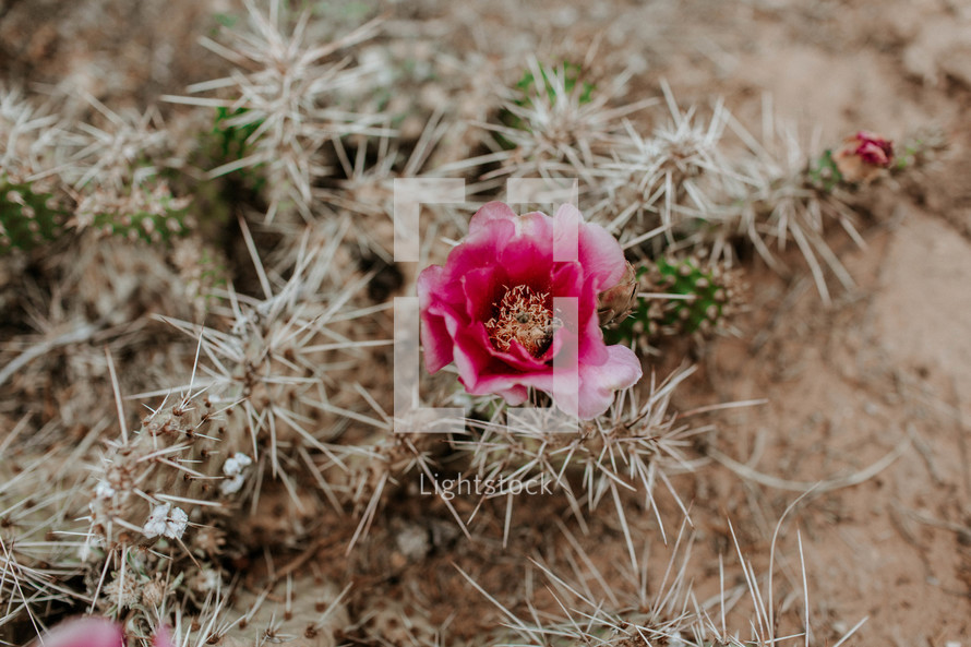 blooming cactus 