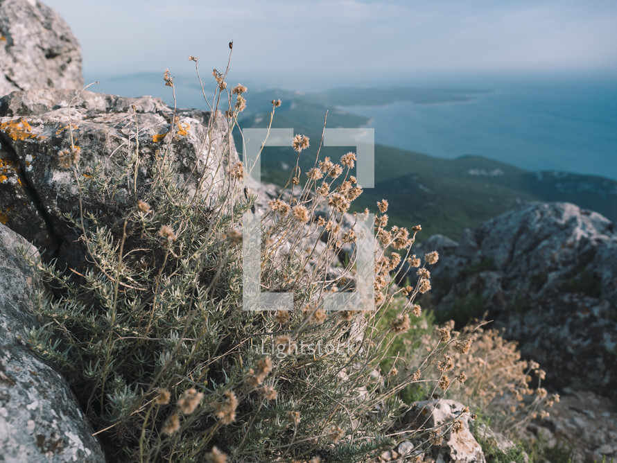dried flowers on a mountaintop and coastal view 