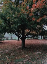 fall leaves under a fall tree