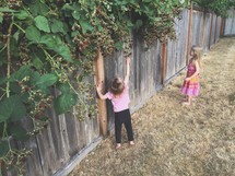 Two children picking berries from a vine on a wooden fence.