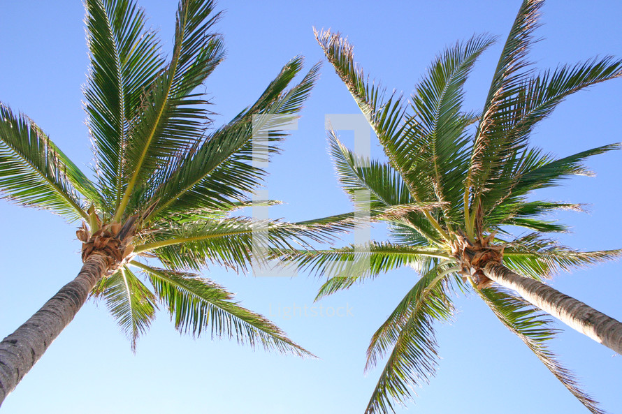 two palm trees viewed from underneath, angling in from the corners to the center