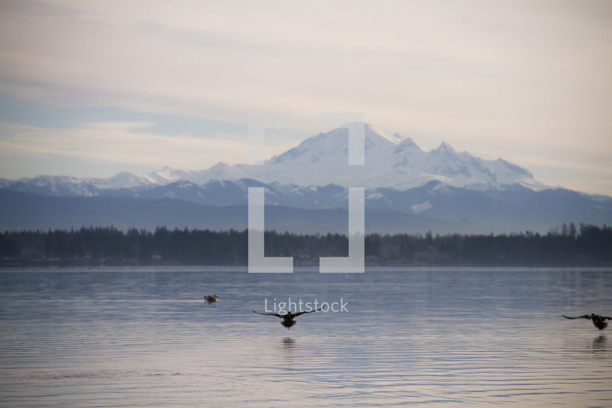 snow capped peaks across a lake and ducks 