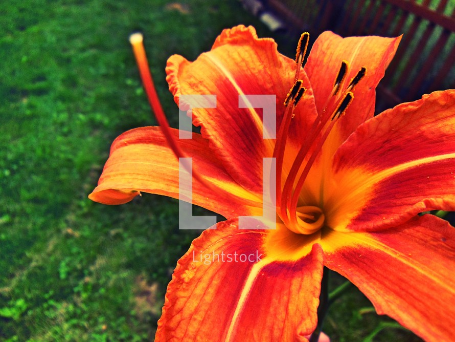 orange Lily 