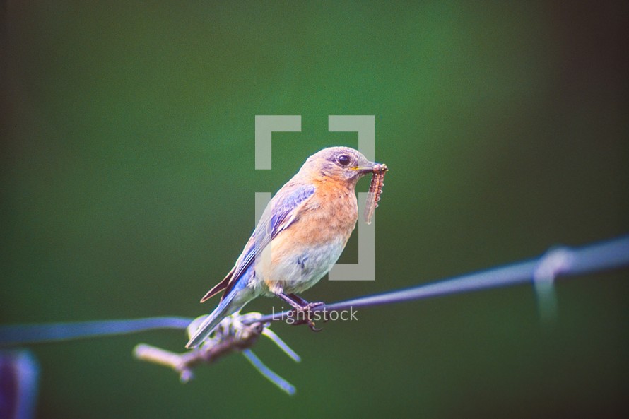 Eastern Bluebird female on a fence wire with food for nestlings