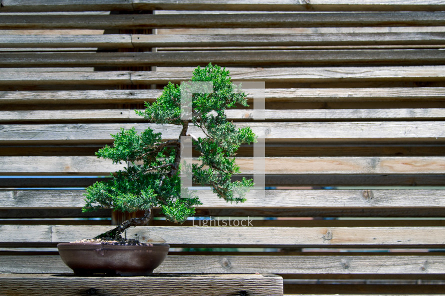 a bonsai tree on a wood bench 