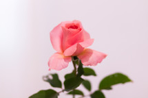 single pink rose against a white background 