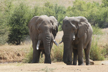 A pair of elephants near a waterhole in Africa