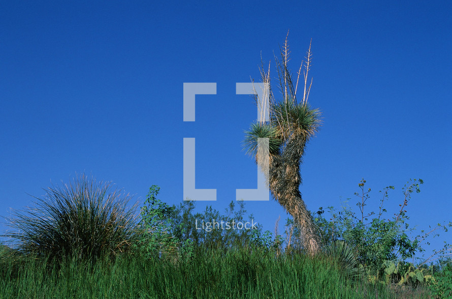 cactus in the desert 