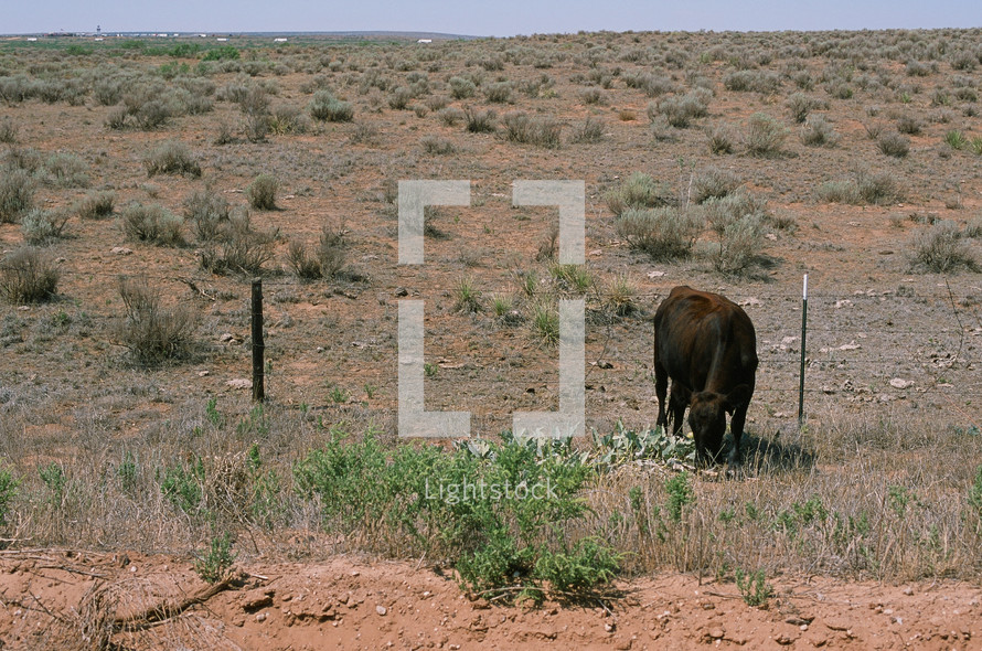 cow grazing in the desert 