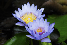 Blue flowers blooming on a lily pad.