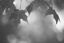 leaves on a tree in black and white 