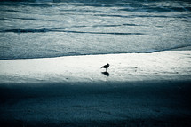 seagull on a beach standing in water