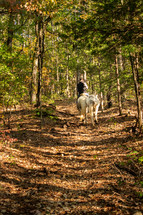 leading horses through trails 
