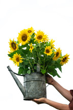 bouquet of sunflowers in a watering can 