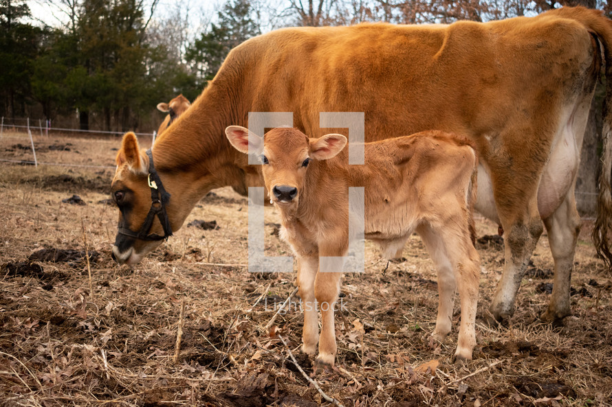mother and baby cow 